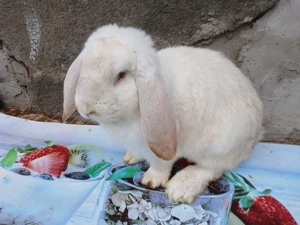 iepuri de vinzare - imagine 3