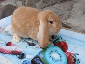 iepuri de vinzare - imagine 4