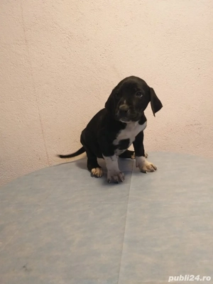 Vând căței metiși - imagine 3