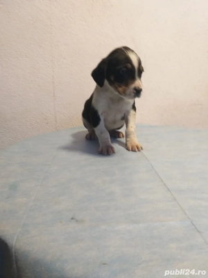 Vând căței metiși - imagine 4