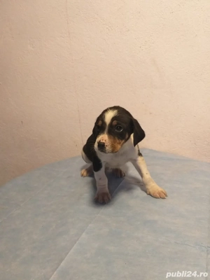 Vând căței metiși - imagine 2