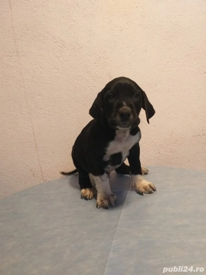 Vând căței metiși