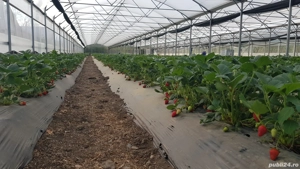 De vanzare sera de legume ,spatiu depozitare si utilaje 