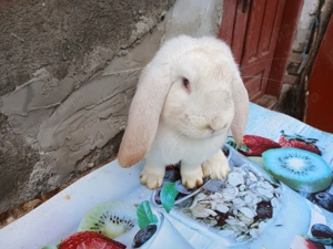 iepuri de vinzare - imagine 5