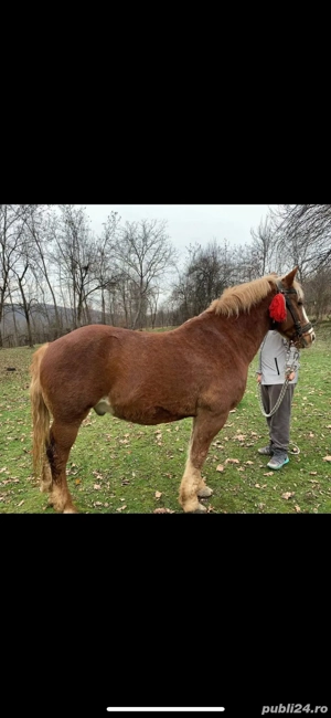 Cal de vanzare  - imagine 2