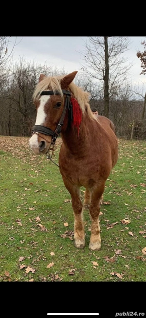 Cal de vanzare  - imagine 3