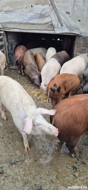 Șoldani de vânzare 