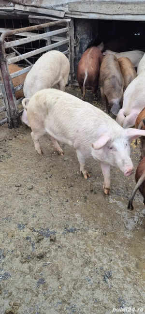 Șoldani de vânzare  - imagine 2