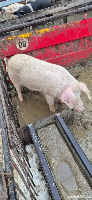 Șoldani de vânzare  - imagine 4