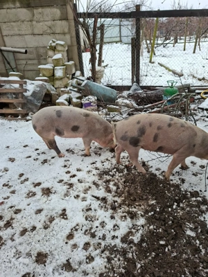 Porci de vânzare - imagine 5