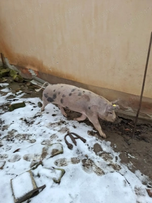 Porci de vânzare - imagine 4