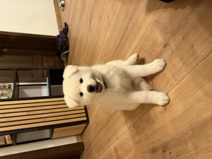 Akita inu japonez  - imagine 3