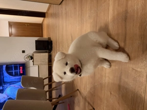 Akita inu japonez  - imagine 2