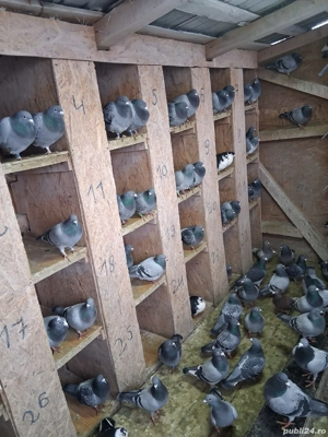 Porumbei voiajori disponibili  - imagine 4