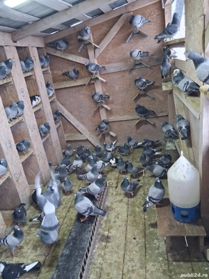 Porumbei voiajori disponibili  - imagine 3