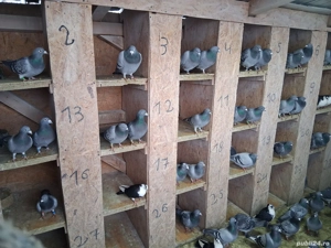 Porumbei voiajori disponibili  - imagine 2