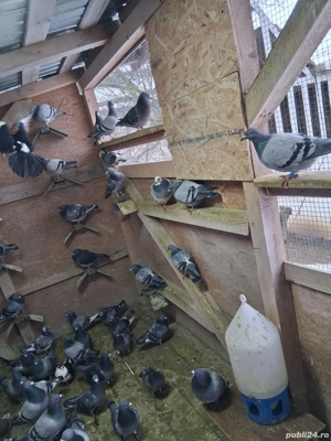 Porumbei voiajori disponibili  - imagine 5