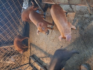 Vind purcei duroc virsta in jur de 3 luni.castrati 