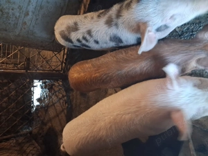 Vind 3 grasunei 60-70 kg.unul pt.rotisor cel alb.si 2 pt jngrasare