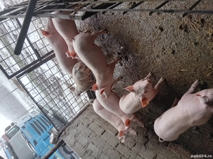 Purcei de vanzare - imagine 2