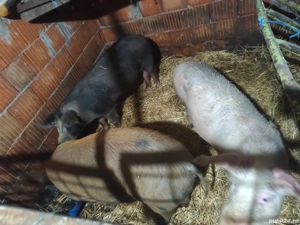 Porci 70 kg bucata 700 bucata