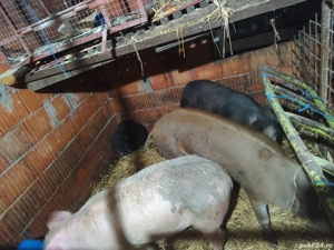 Porci 70 kg bucata 700 bucata - imagine 2