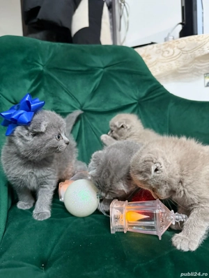 Cei mai pufoșei,simpatici,educați,jucăușă și pregătiți sa ofere multă iubire 