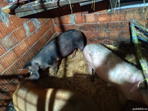 Porci 70 kg bucata 700 bucata - imagine 3