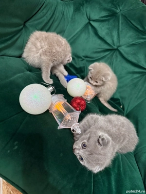 Cei mai pufoșei,simpatici,educați,jucăușă și pregătiți sa ofere multă iubire  - imagine 5