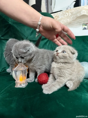 Cei mai pufoșei,simpatici,educați,jucăușă și pregătiți sa ofere multă iubire  - imagine 4