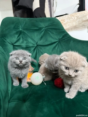 Cei mai pufoșei,simpatici,educați,jucăușă și pregătiți sa ofere multă iubire  - imagine 2