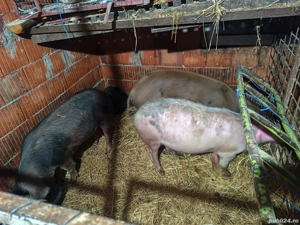 Porci 70 kg bucata 700 bucata - imagine 5