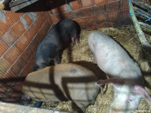 Porci 70 kg bucata 700 bucata - imagine 4