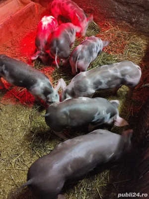 De Vânzare  - imagine 2