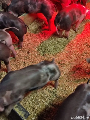 De Vânzare  - imagine 3