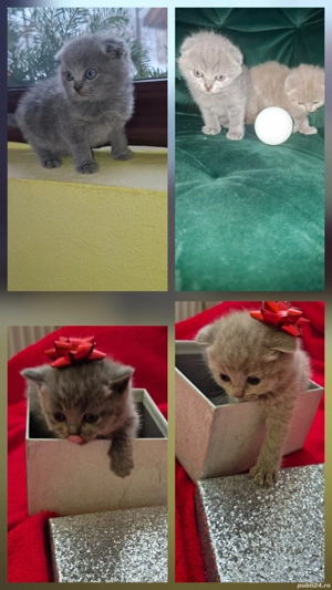 Cei mai pufoșei,simpatici,educați,jucăușă și pregătiți sa ofere multă iubire  - imagine 3