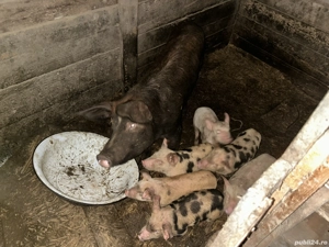 Vând scroafă cu purcei de 8 săptămâni  - imagine 4