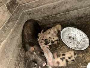 Vând scroafă cu purcei de 8 săptămâni 