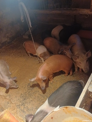 vând șoldani 35 40 kg 