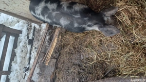 Vând suldei - imagine 3