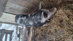 Vând suldei - imagine 2