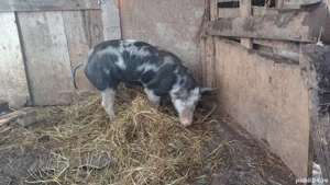 Vând suldei - imagine 4