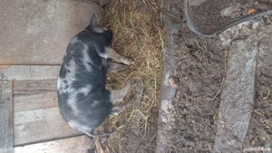 Vând suldei - imagine 5