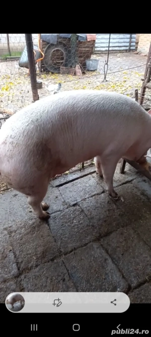 Purcei landrace cu marele alb - imagine 3