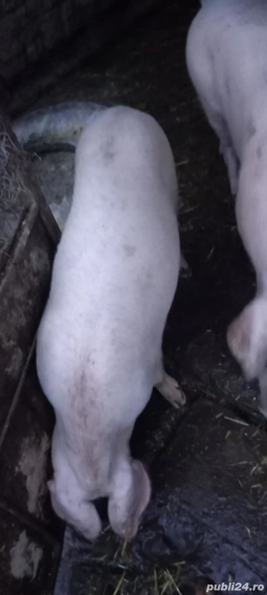 Purcei landrace cu marele alb - imagine 2