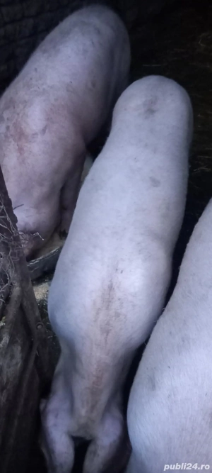 Purcei landrace cu marele alb - imagine 5