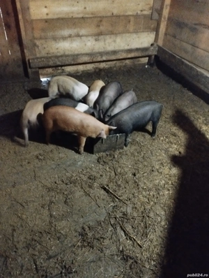 purcei bazna cu pietrian  - imagine 2