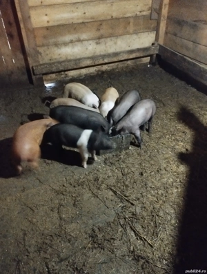 purcei bazna cu pietrian 