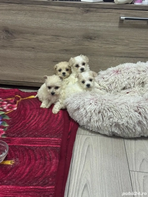 Bichon maltez 8 saptamani - imagine 3