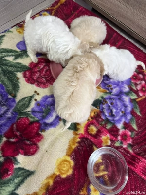 Bichon maltez 8 saptamani - imagine 5